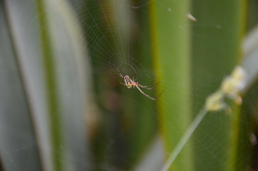 2017-03 New Zealand/Blue Spring/DSC_0016.JPG